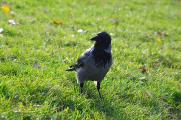 blackbird on the grass
