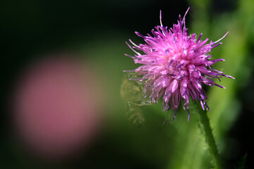 Makro Naturfoto in Pink und Grün mit Blüte einer Distel und Biene - Stockfoto
