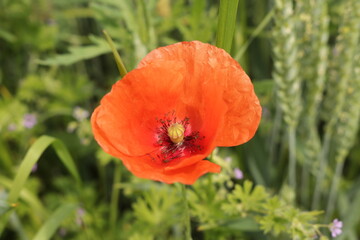 Beautiful flowers of a field poppy among ripening grain
