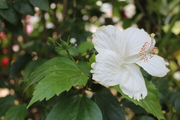 White flower different pov