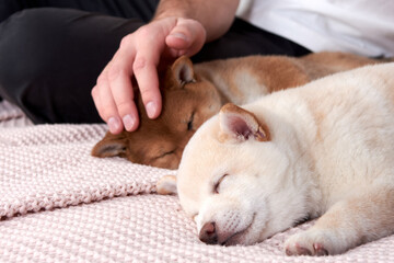 Three Shiba inu puppies sleep in their owners ' arms on a bed