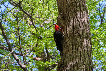 Magellanic woodpecker male with red head sitting on a tree close to el Chalten and Fitz Roy Mountain in Patagonia, Argentina. Campephilus magellanicus