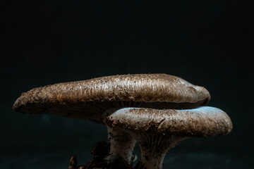 mushroom on black