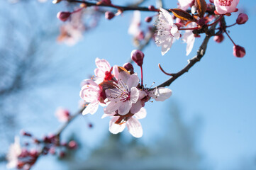 Cherry flowers above blue sky,blooming time, spring season, botanical background.