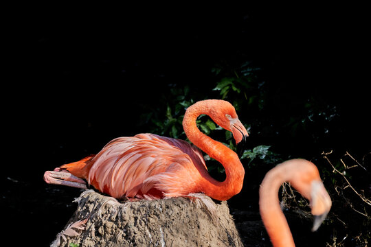 American flamingo, Phoenicopterus ruber, Caribbean flamingo is a tall pink colored bird and lives in north america and Galapagos Islands. Sitting on its nest, a pile of mud