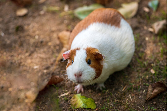Full body of white-brown domestic guinea pig (Cavia porcellus) cavy in the garden