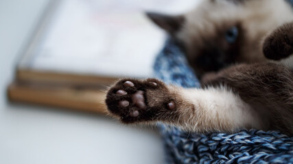 Paw of cat lying on the windowsill, close up,  shallow DOF