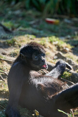black-headed spider monkey, Ateles fusciceps, is lying in the warm sun light an relaxing 
