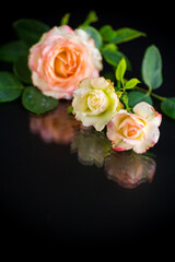 pink beautiful summer roses on black background