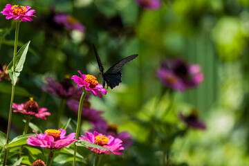 Close ups of a Spangle butterfly