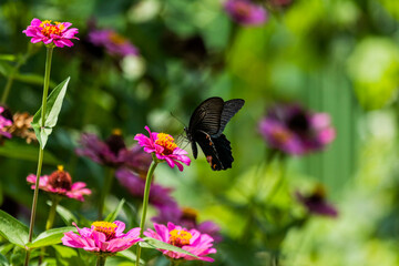 Close ups of a Spangle butterfly