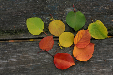 Fototapeta premium Multicolored apricot leaves from green to red on an old wooden background. A rainbow of fallen leaves. Autumn palette.