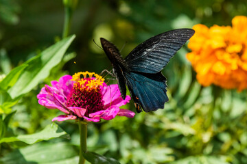 Close ups of a Spangle butterfly