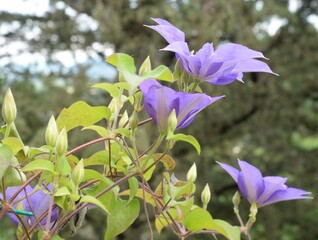 Fiori viola di pianta rampicante  sbocciati in primavera nel giardino di casa