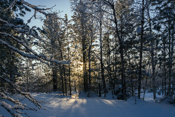 Fototapeta premium Winter landscape, snowy forest, bright orange light of the setting sun in a gloomy forest