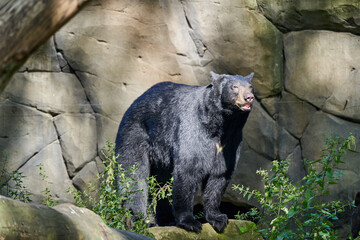 close up of american black bear, Ursus Americanus, lying in lush green gras in the sunlight, lives...