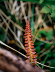 caterpillar on a branch