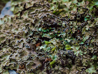 lichen on tree