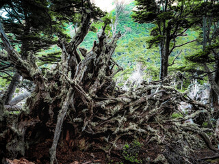roots of tree