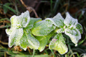 plant with green leaves covered with frost