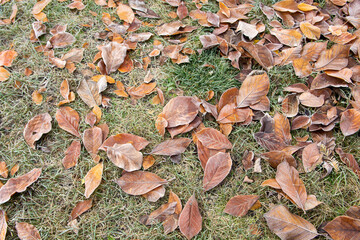 autumn leaves in the forest
