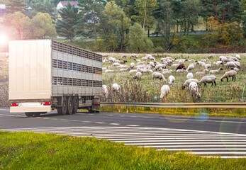 A trailer animal transport . Special truck and trailer 