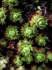 flowers in the garden