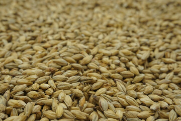 Close-up of malted barley, which is used in the whisky and beer production	