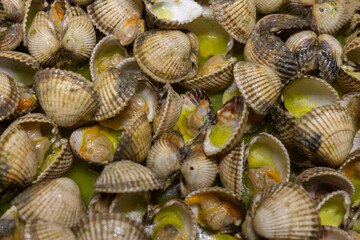 Clams served on plate macro view , with garlic and parsley.Mediterranean healthy food background concept.