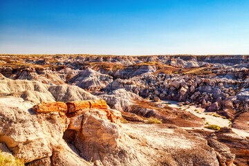 Plant Fossils in Badlands of Petrified Forest National Park, Arizona
