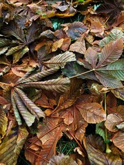 Bright chestnut leaves in the Park macro