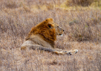 African lion (Panthera Leo), male with large mane, lies on dry scrub. Side view facing right of dangerous carnivore in Maasai Mara National Reserve, Kenya, Africa. Wildlife spotted on safari vacation