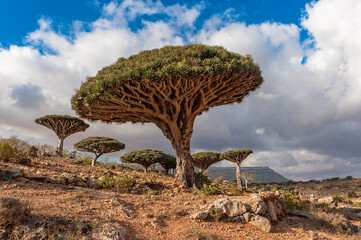 Fototapeta na wymiar Dragon trees on Socotra Island, Yemen