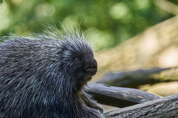 Erethizontidae, north american porcupine, climbing over trees and branches. Lives in North America, United States USA and Canada