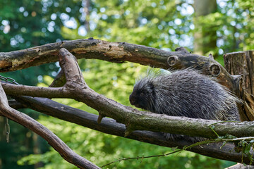 Erethizontidae, north american porcupine, climbing over trees and branches. Lives in North America, United States USA and Canada