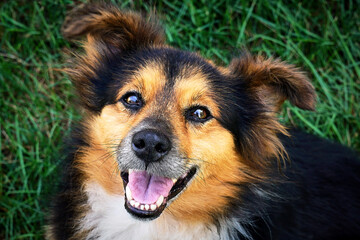 dog, animal, pet, canine, shepherd, portrait, cute, puppy, brown, drooping, nature, grass, german, domestic, dogs, happy, pets, green, breed, animals, collie, fur, tongue, black, white, dog head, funn