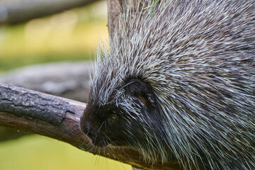 Erethizontidae, north american porcupine, climbing over trees and branches. Lives in North America, United States USA and Canada