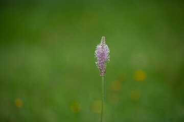 Alopecurus pratensis