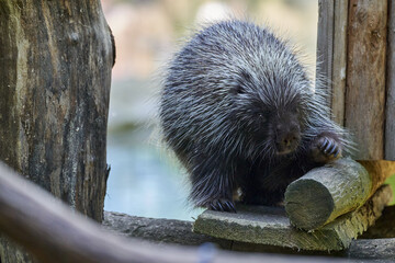 Erethizontidae, north american porcupine, climbing over trees and branches. Lives in North America, United States USA and Canada