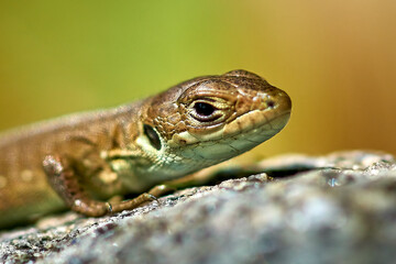 
lizard, reptile, animal, nature, wildlife, green, macro, frog, wild, eye, amphibian, brown, lacerta, head, skin, stone, animals, iguana, dragon, close-up, lizard head