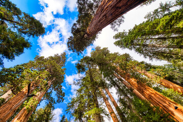 Fototapeta premium Giant Sequoias in the Sequoia National Park, California