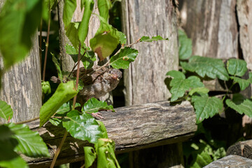 Passer domesticus, house sparrow chick sits and waits for parents to feed it