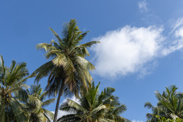 Obraz na płótnie Canvas Coconut trees with blue sky and cloud in the sky