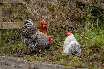 Grey Barred Cochin Cockerel with White and Brown Hens © EMFA16
