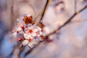 Cherry Blossom Close up