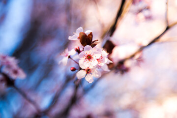 Cherry Blossom Close up