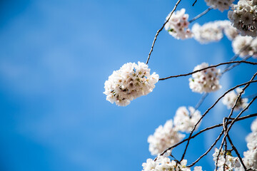 White Cherry Blossom Close Up In Blue Sky