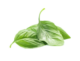 Close up green basil herb leaves isolated on white background.