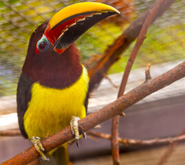 Tropischer Vogel mit gelb rot schwarzen Schnabel