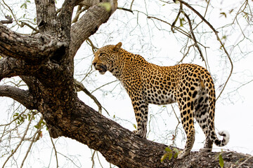 Leopard male in a tree in Sabi Sands game reserve in the Greater Kruger Region in South Africa